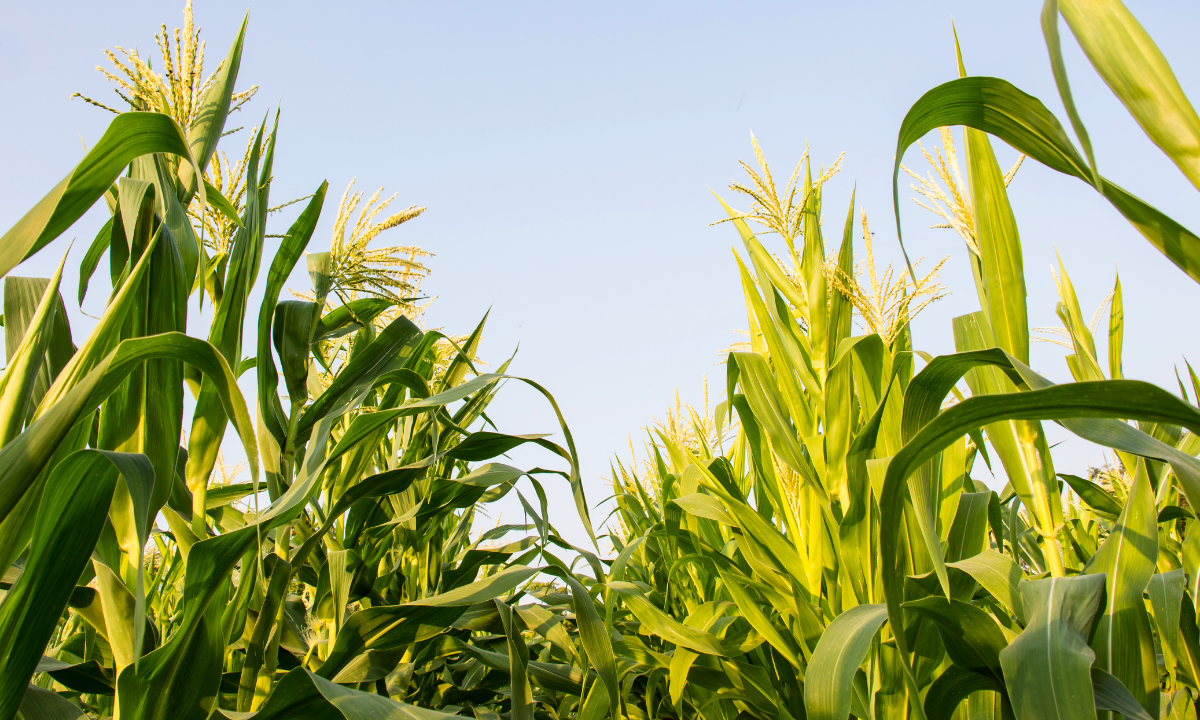 EAT Stockholm Food Forum: Integrating AI with Food Systems